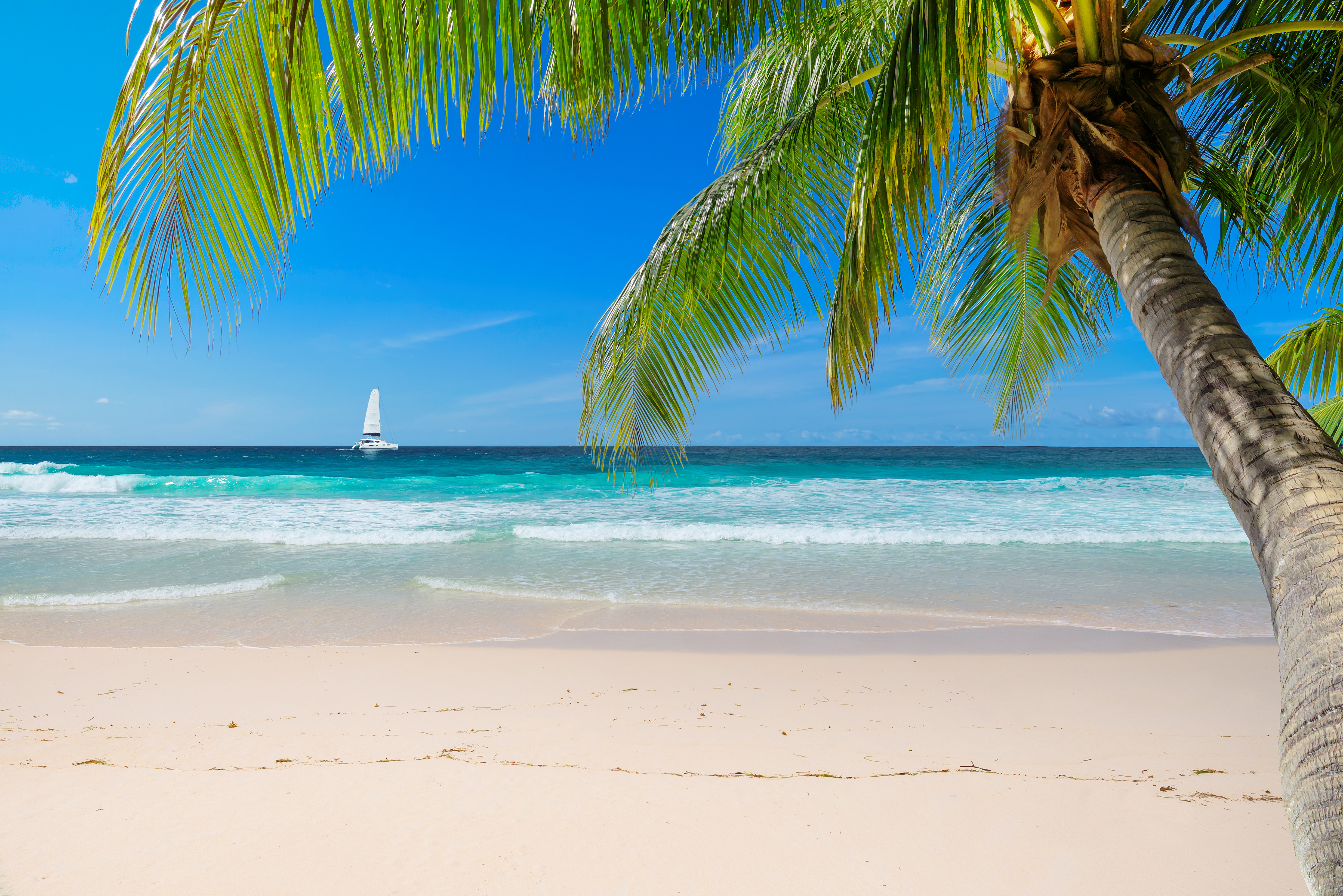 Caribbean Programma